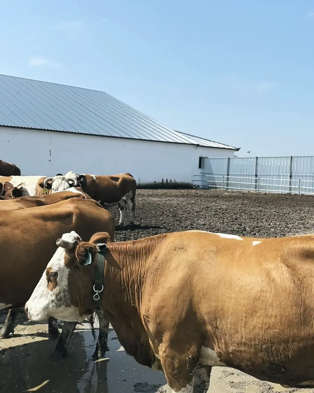 Collared cattle in the feed yard