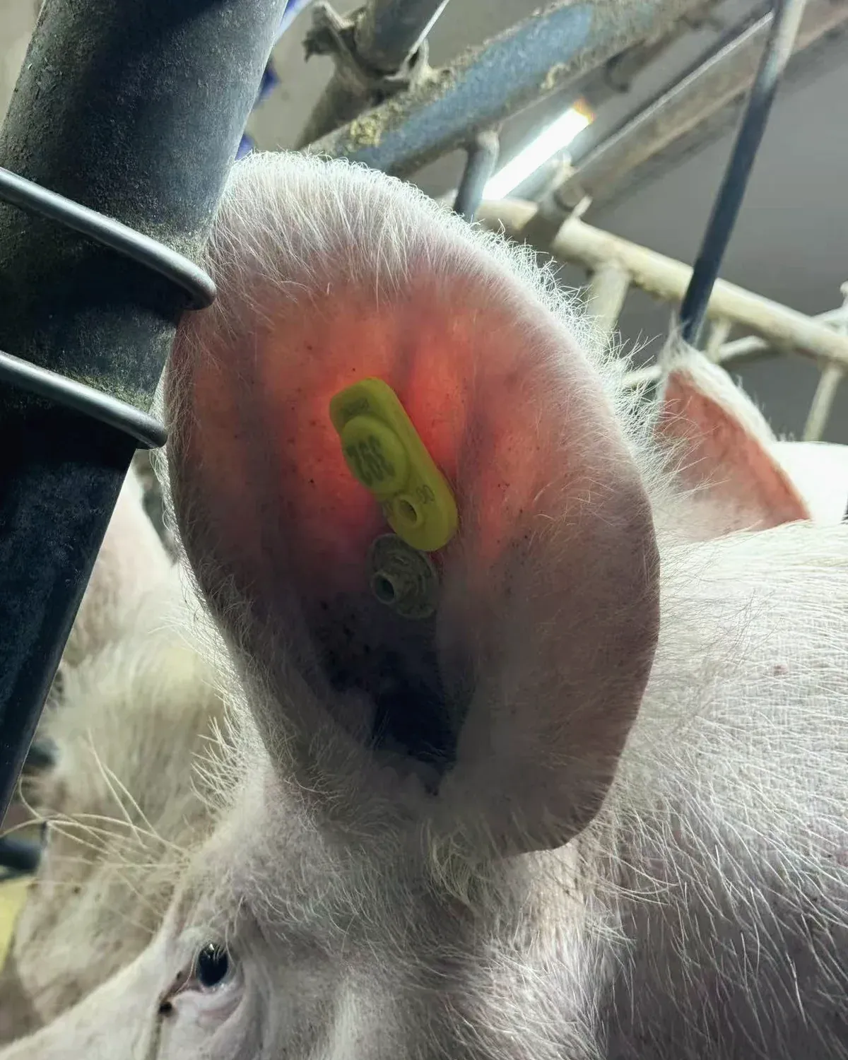 Smart Eartag on a pig
