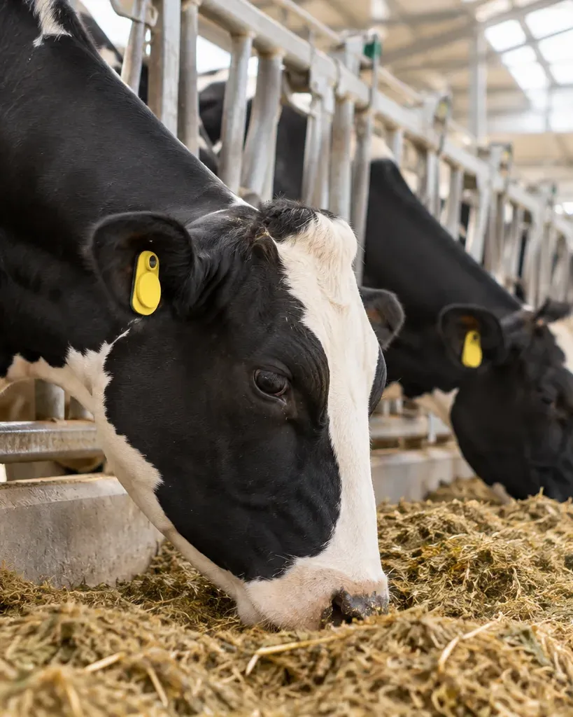 Dairy Farms