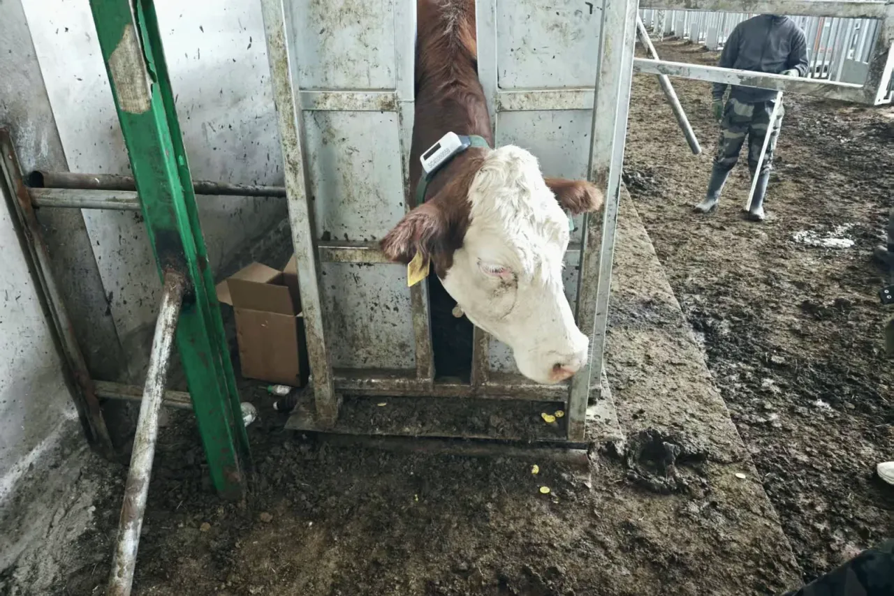 Collar fitted in the chute, ready for release