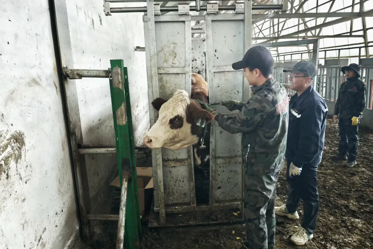 Fitting collars during routine handling
