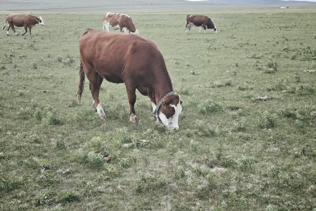 Collared cow with the herd on open range
