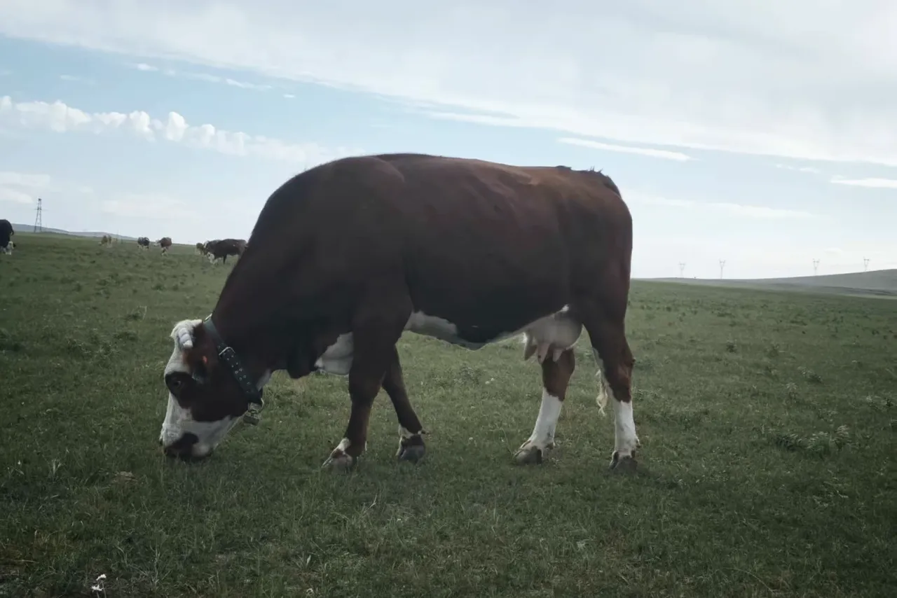 GPS collar on a grazing beef cow