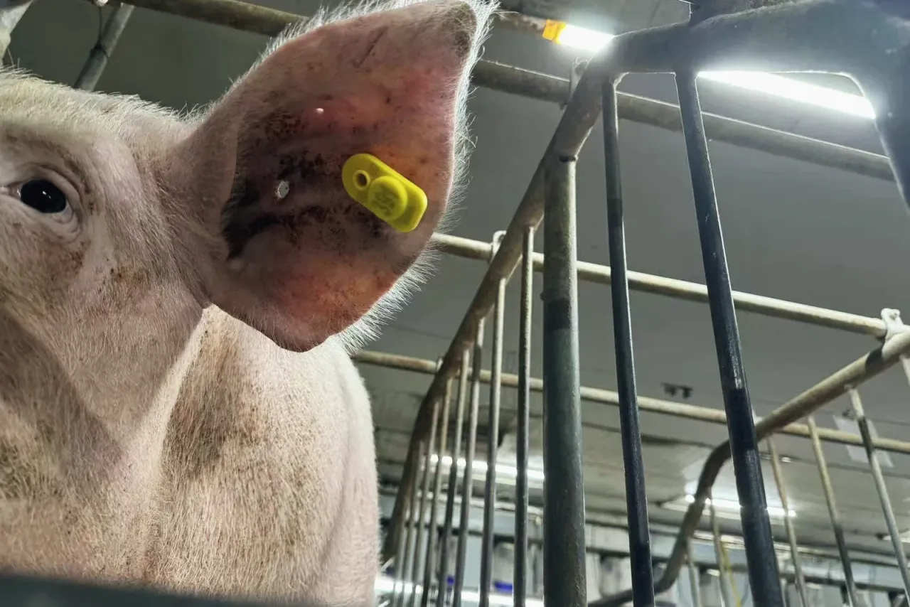 Tagged pig in the barn