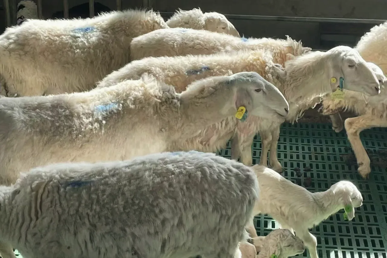 Tagged sheep in the barn