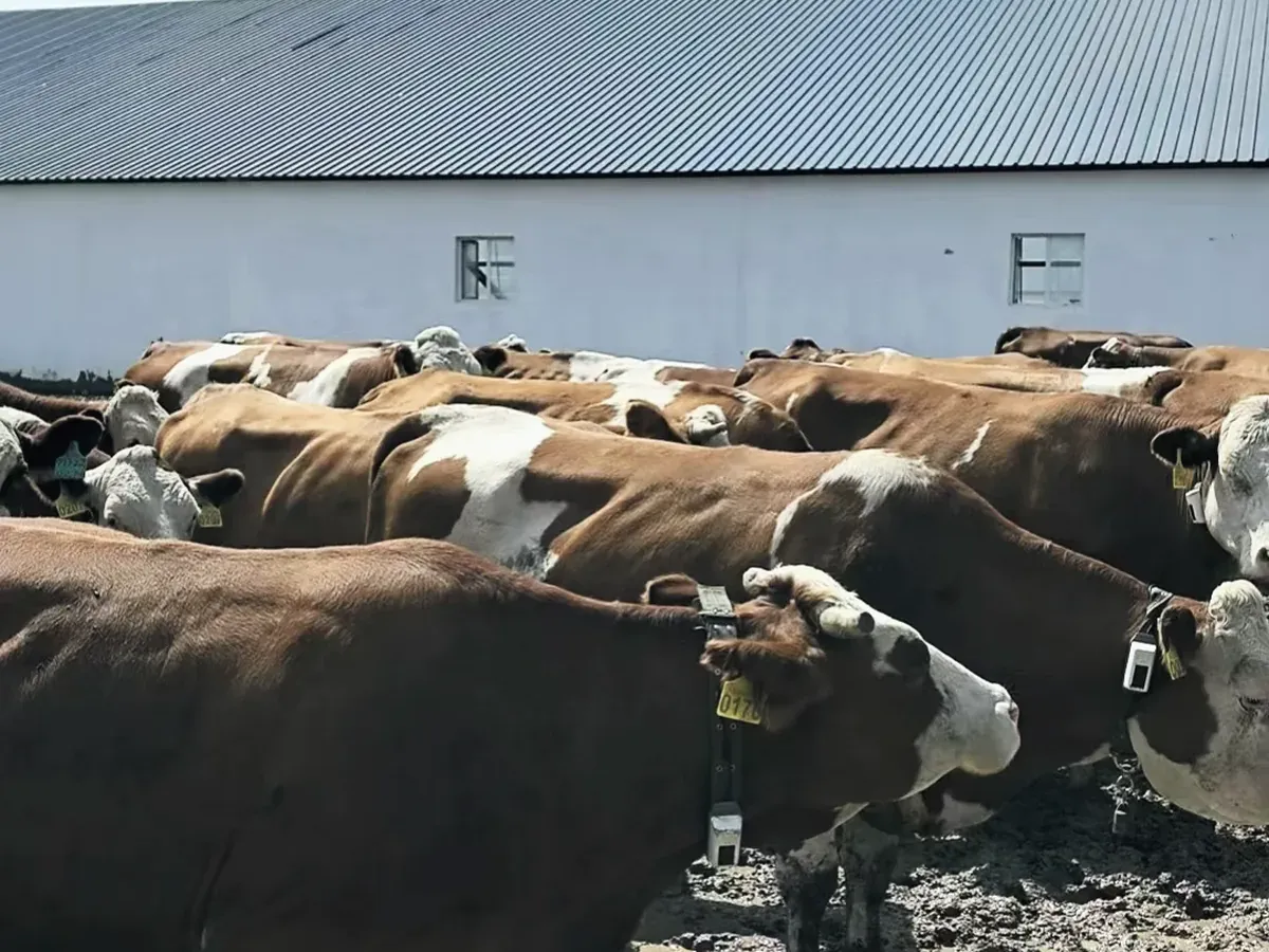 Collared cattle in the feed yard