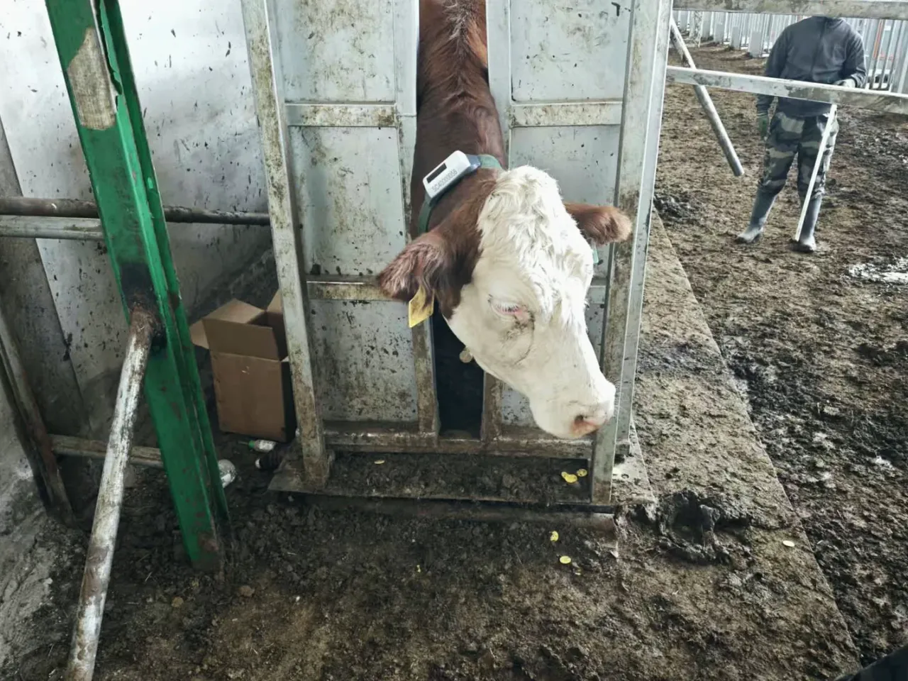 Collar fitted in the chute, ready for release