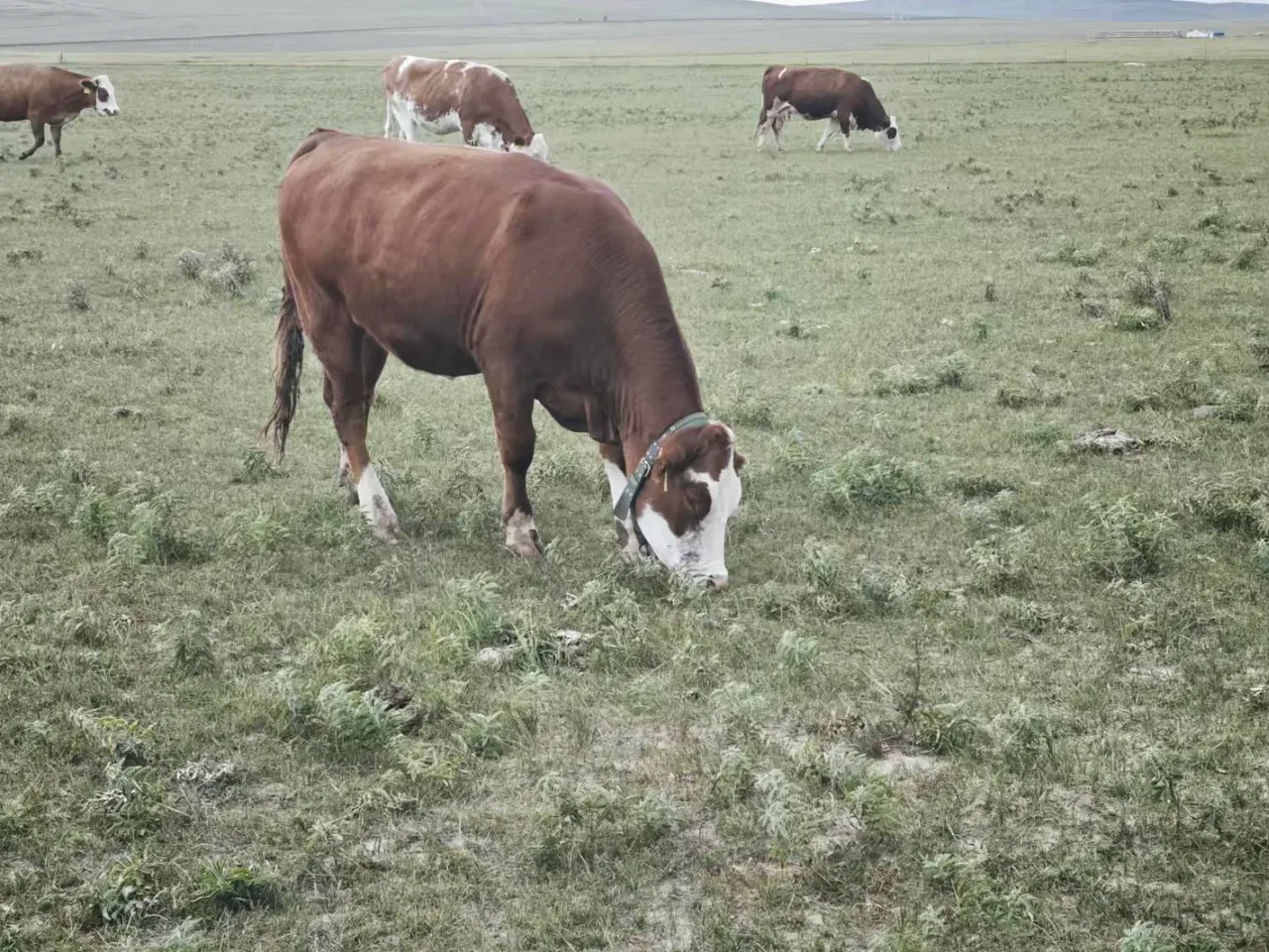 Collared cow with the herd on open range