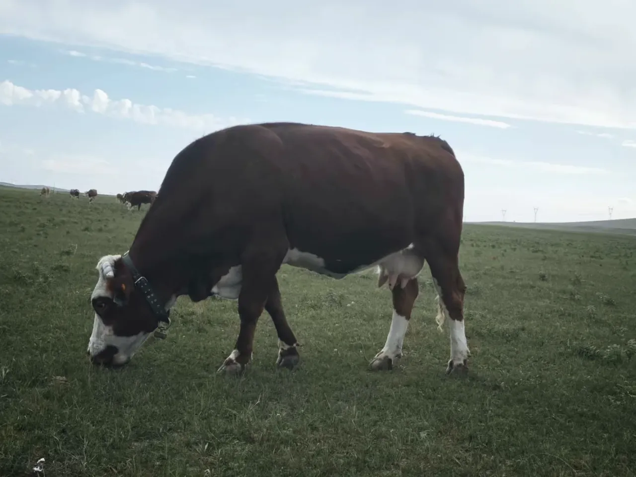 GPS collar on a grazing beef cow