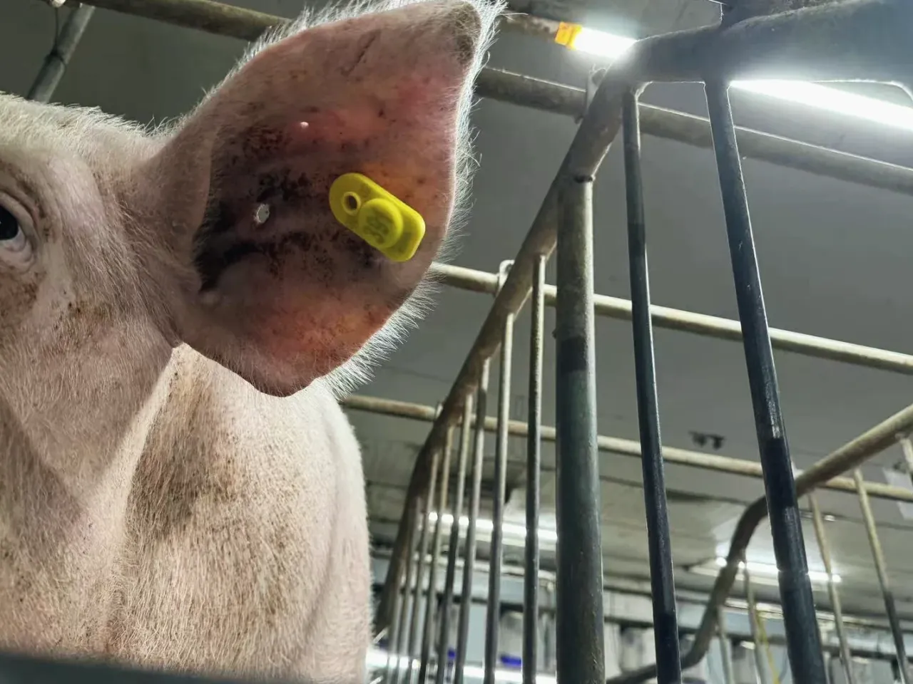 Tagged pig in the barn
