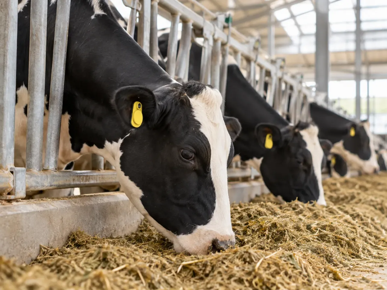 Dairy Farms