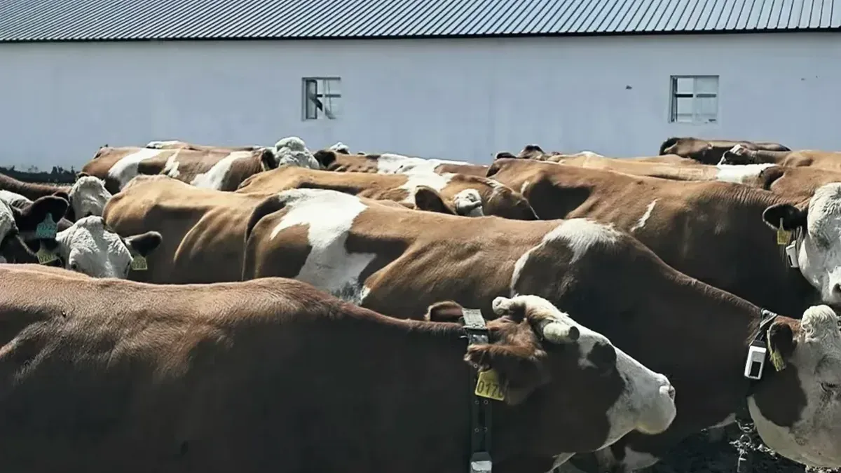 Group of beef cattle wearing monitoring collars and ear tags in a feedyard pen beside a barn