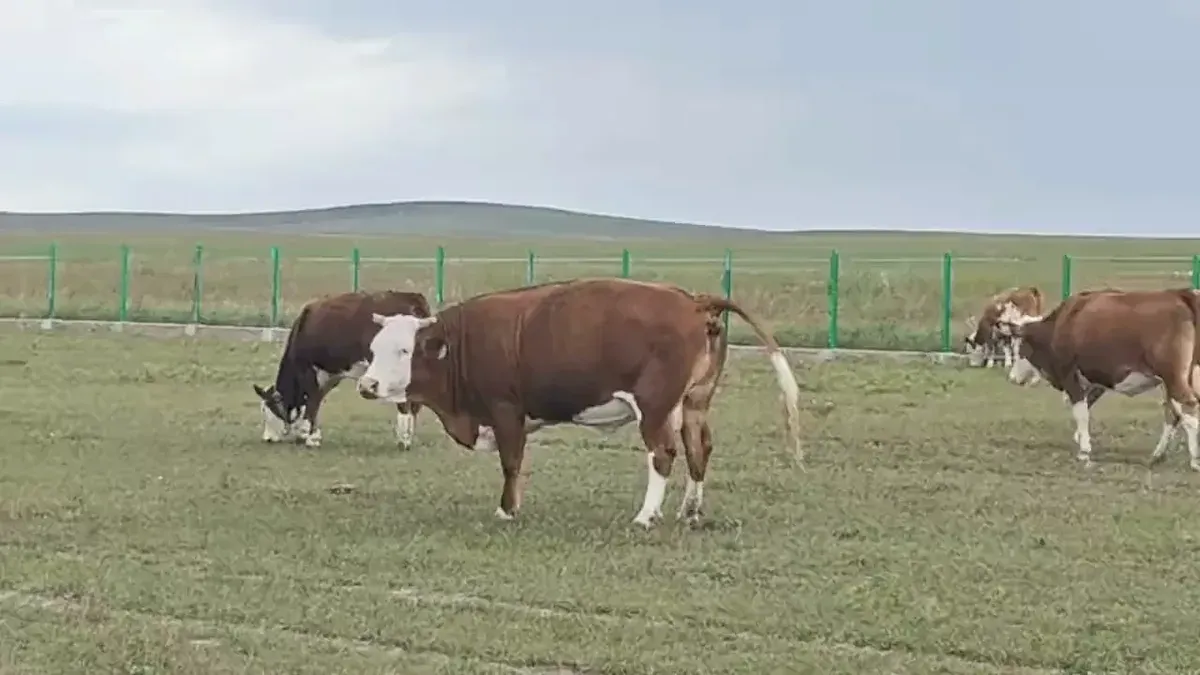 Cattle grazing and moving around a large fenced grass paddock