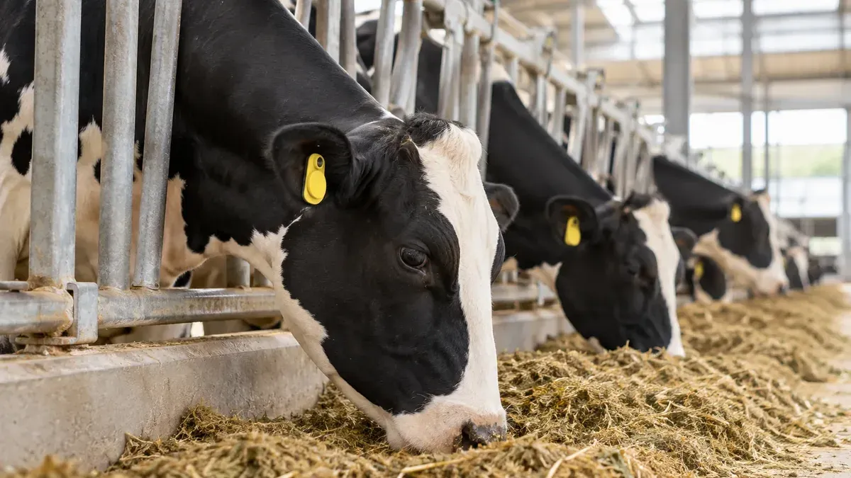 Holstein dairy cows with yellow ear tags feeding along a freestall barn feed fence