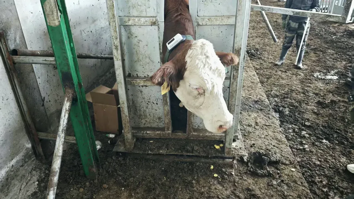 Hereford cow held in a handling chute wearing a monitoring collar