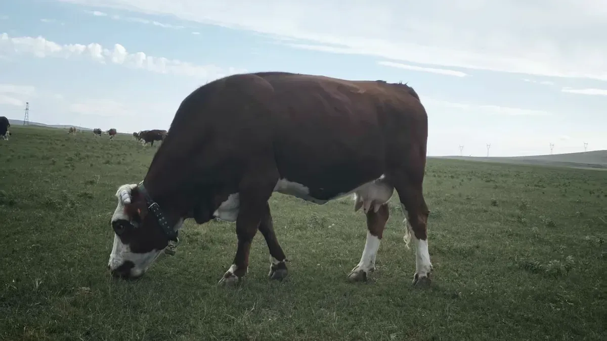 Brown cow with a white face wearing a monitoring collar while grazing on open grassland
