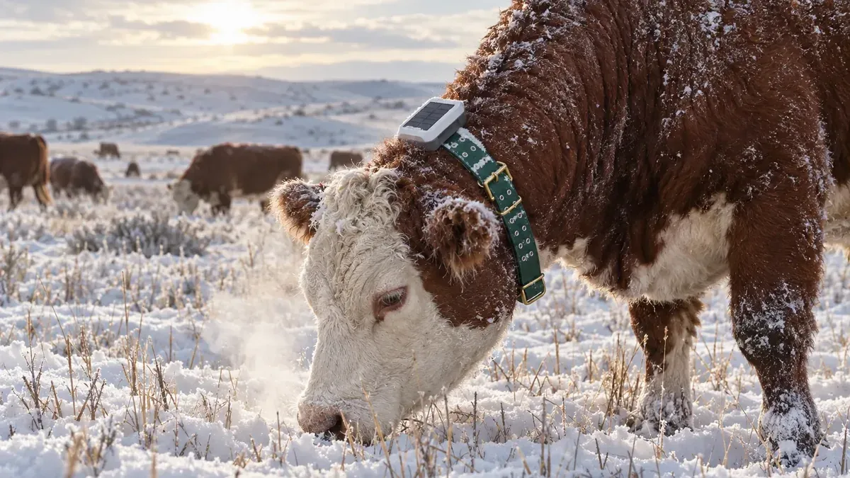 Hereford cow wearing a solar monitoring collar grazing through snow on a frosty winter pasture
