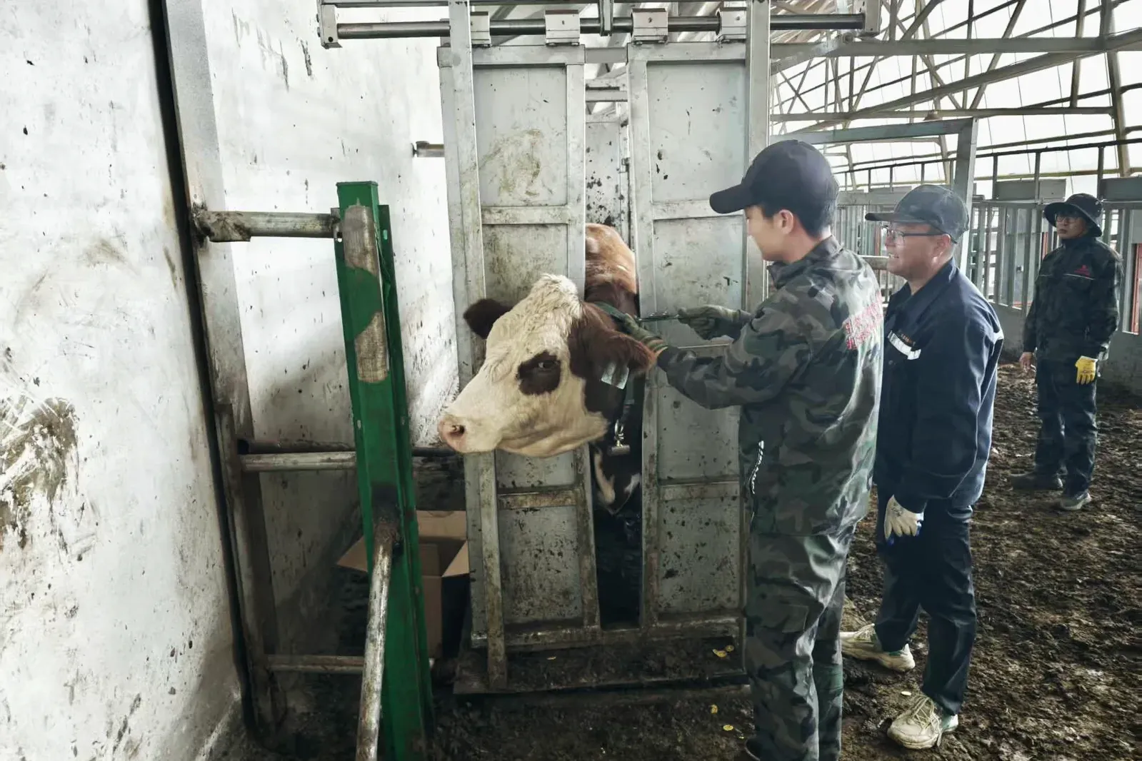 Fitting collars during routine handling