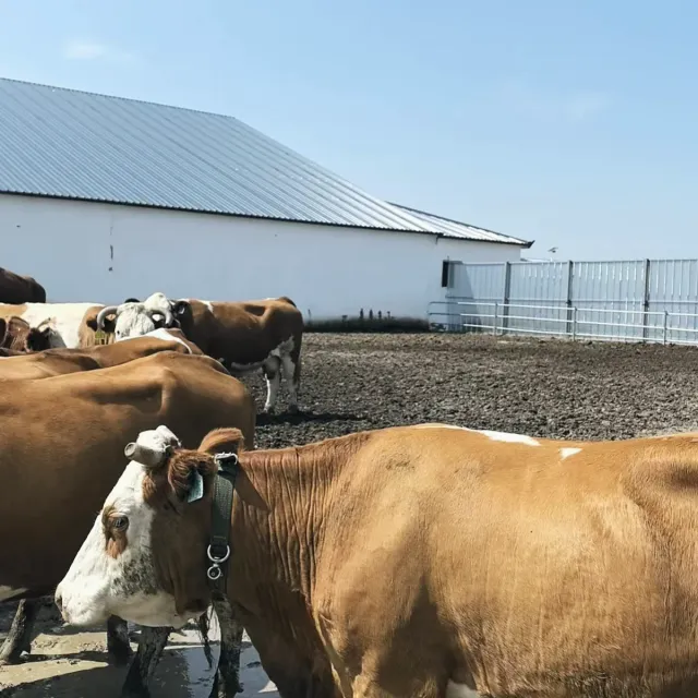 Collared cattle in the feed yard