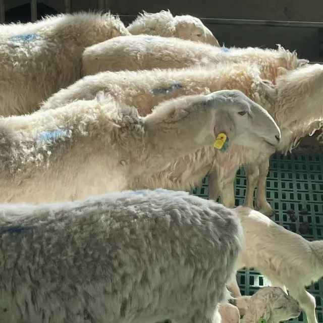 Tagged sheep in the barn