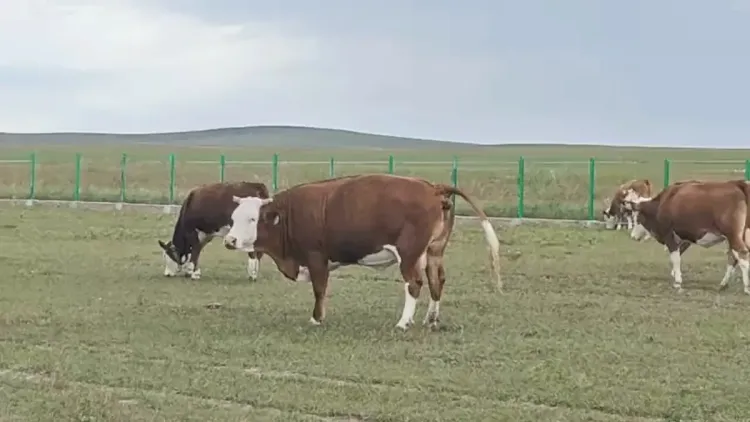 Cattle grazing and moving around a large fenced grass paddock