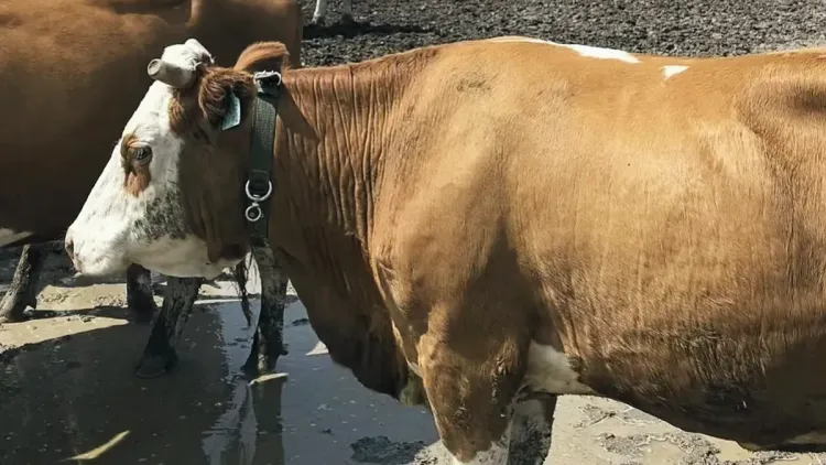 Collared cow standing in a feedyard pen with other cattle beside a barn
