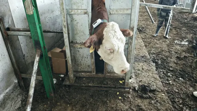 Hereford cow held in a handling chute wearing a monitoring collar