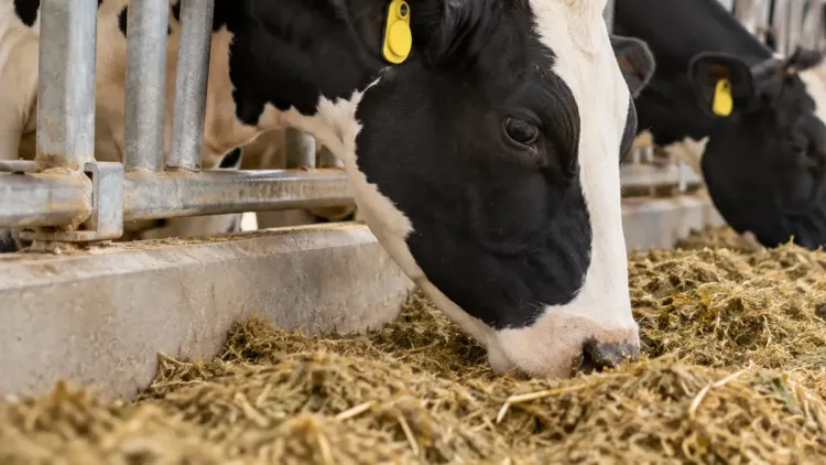 Close-up of Holstein cows with yellow ear tags eating feed at a barn feed fence