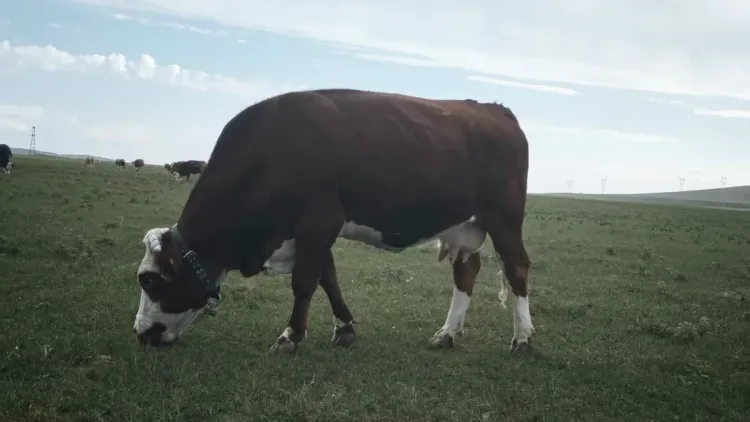 Brown cow with a white face wearing a monitoring collar while grazing on open grassland