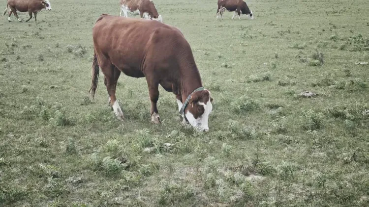 Cow wearing a monitoring collar grazing on rangeland, with more cattle in the background